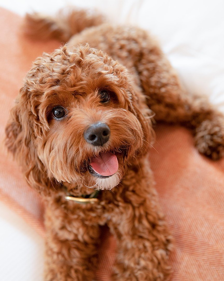 A curly-haired dog relaxing on a hotel bed
