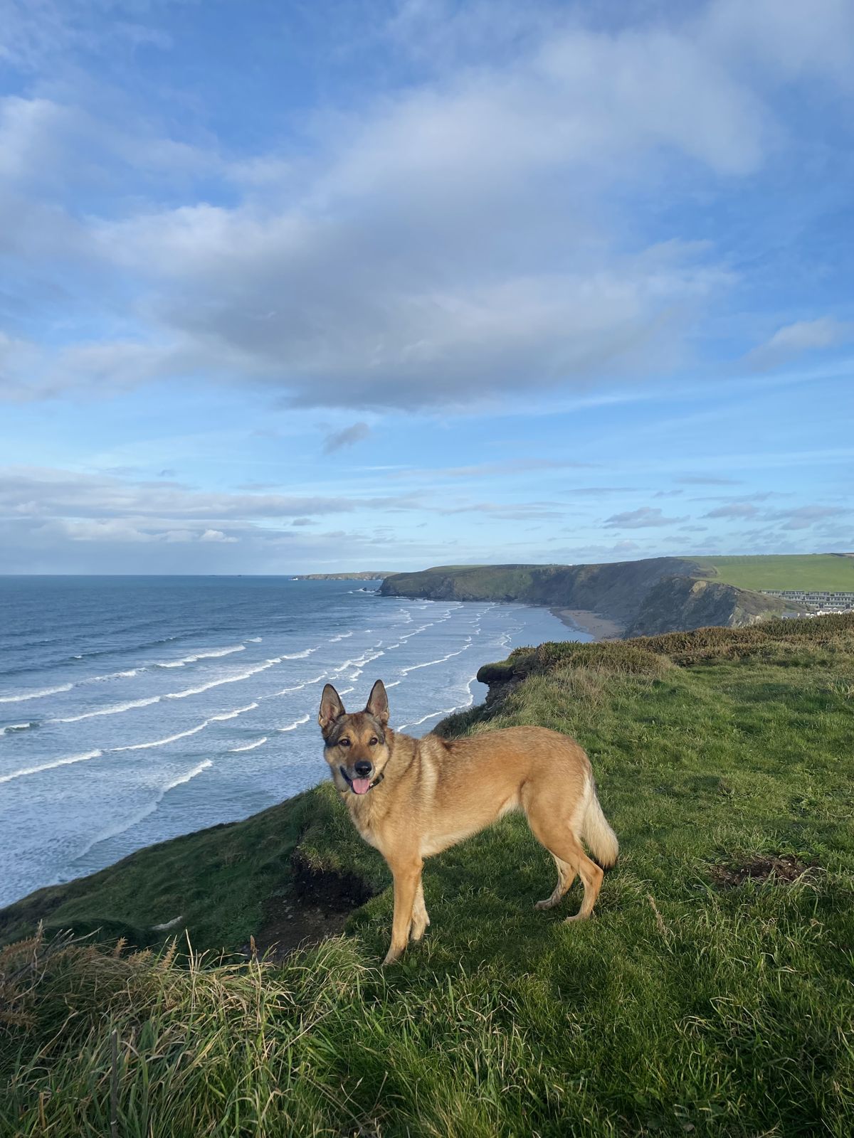 Poppy standing on a grassy clifftop above the sea