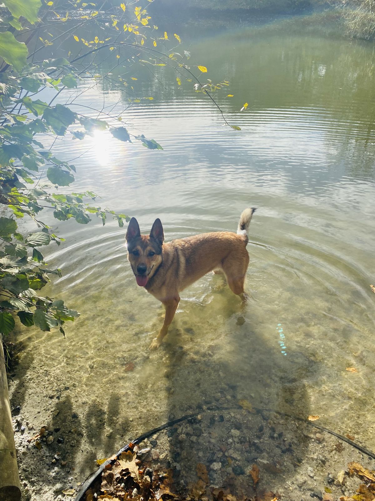 Poppy paddling in the lake at Knightswood