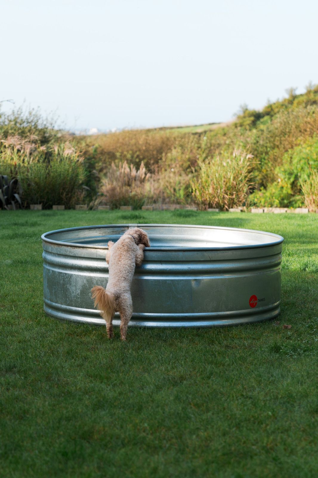 A dog peering into a dip tank on the lawn