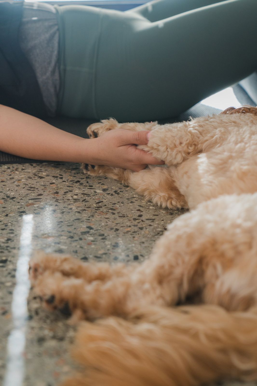 A hand holding a sleeping dog's paw